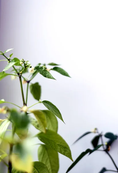 White Chili Flower Plant — Stock Photo, Image