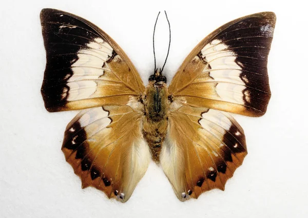 Gelbbrauner Rajah-Schmetterling — Stockfoto