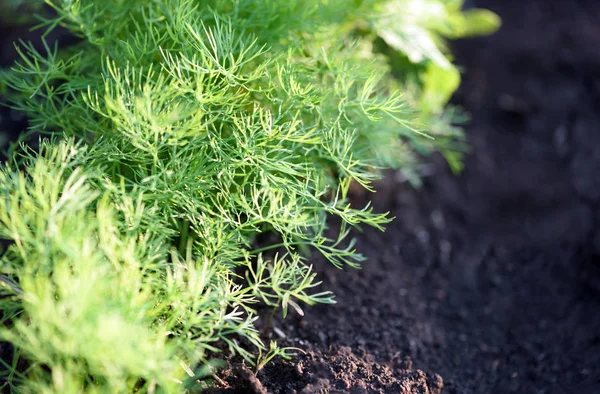 Świeże Organic Garden Dill herb w glebie — Zdjęcie stockowe