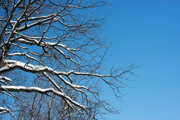 Schneebedeckte Äste und blauer Himmel — Stockfoto