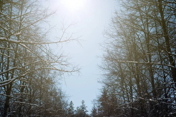 Vinter solljus solstråle-och barr träd i natur skog — Stockfoto