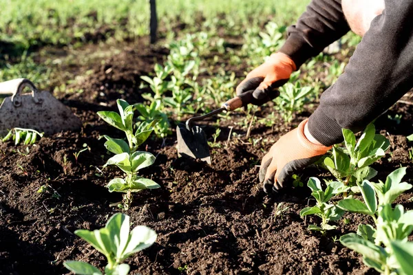 Hombre deshierbe jardín — Foto de Stock