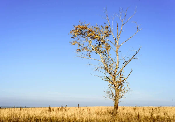 Árbol único en fondo de paisaje estéril — Foto de Stock