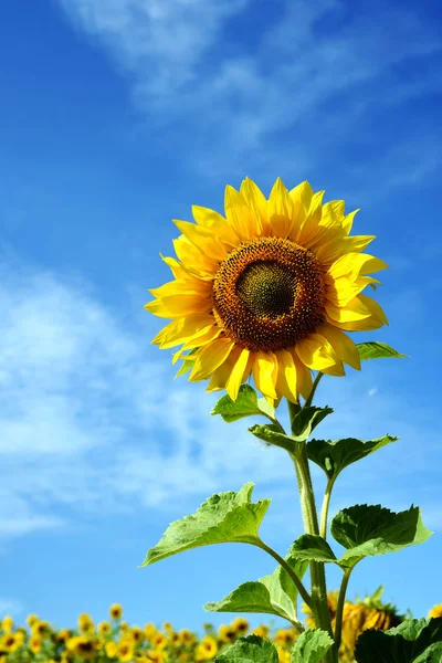 Sonnenblume mit blauem Himmel bei Sonnenschein — Stockfoto