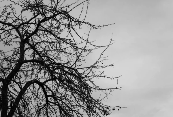 Staré zimní větve a bílé nebe — Stock fotografie