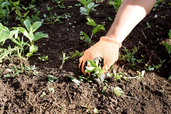 Maschio mano erbaccia il giardino — Foto Stock