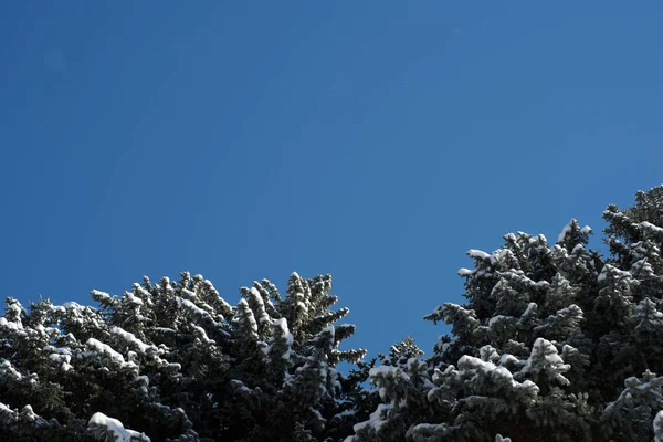Sapin de pin couvert de neige et ciel bleu hivernal — Photo