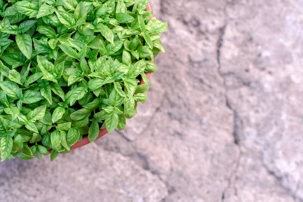 Zöld bazsalikom Bush a pot és szürke kő háttér — Stock Fotó