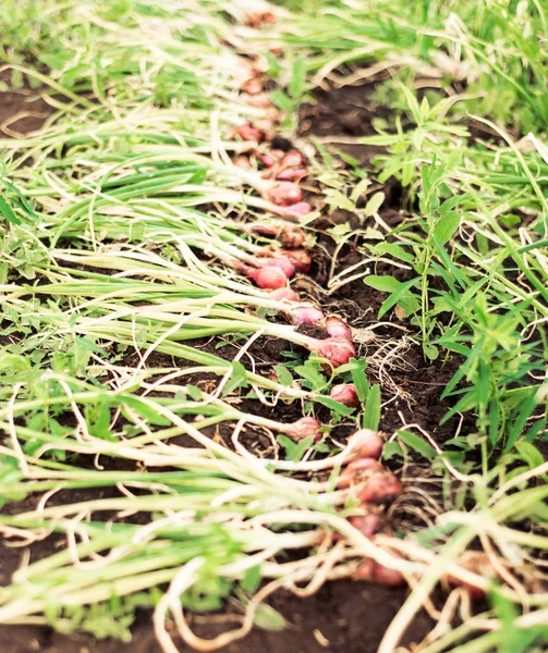 Fila de cebollas lista para la cosecha — Foto de Stock