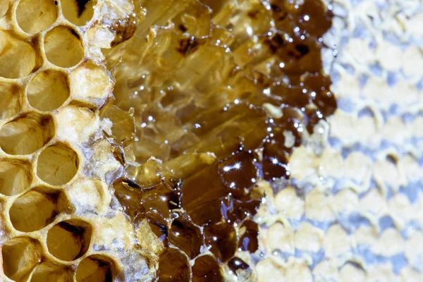 Bee Hive Honeycomb and Fresh Golden Honey Macro — Stock Photo, Image