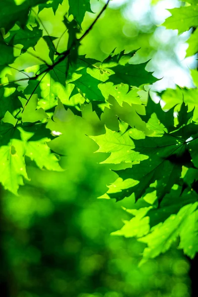 Bosque verde deja en la naturaleza con la luz del sol —  Fotos de Stock