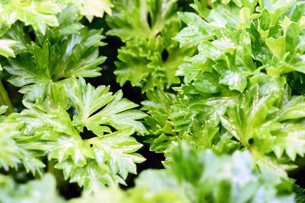 Macro Parsley Garden Herb Close Up — Stock Photo, Image