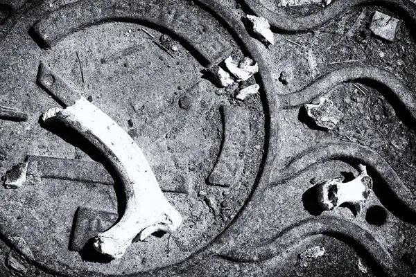 Bleached Animal Bone on Manhole — Stock Photo, Image