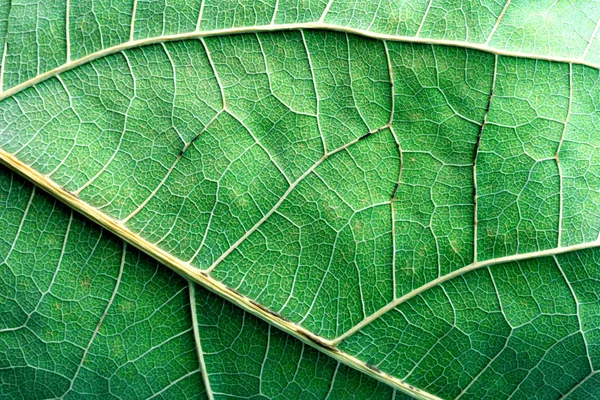 Closeup Macro of a Green Avocado Leaf — Stock Photo, Image
