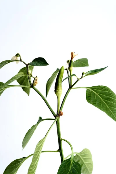 绿辣椒生长与叶子 — 图库照片