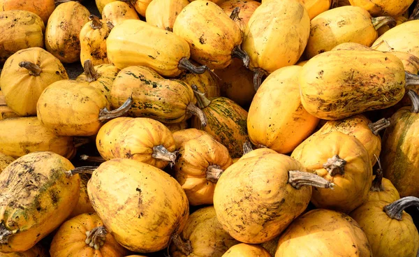 Large Group of Organic Pumpkin Squash — Stock Photo, Image