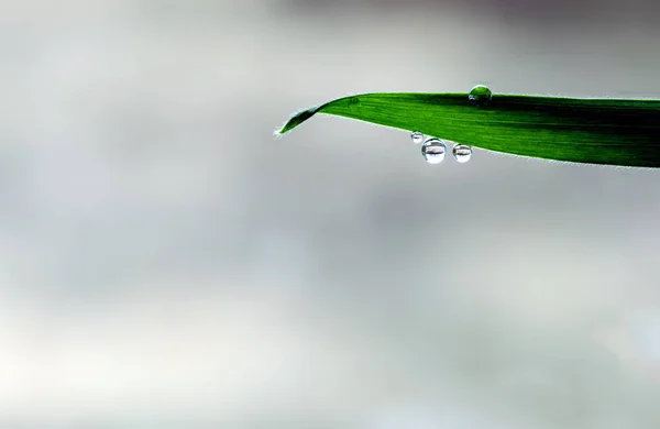 Капли воды Лист шторм фон — стоковое фото