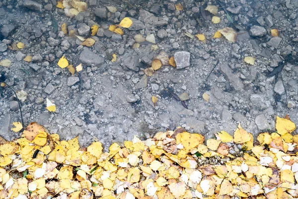 Gele Berkenboom bladeren en water — Stockfoto