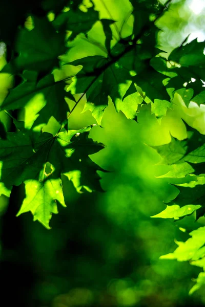 Bosque verde deja en la naturaleza con la luz del sol —  Fotos de Stock
