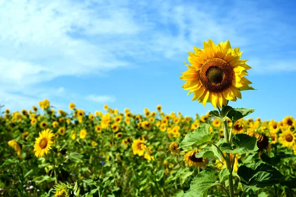 Sonnenblume in einem Feld von Sonnenblumen — Stockfoto