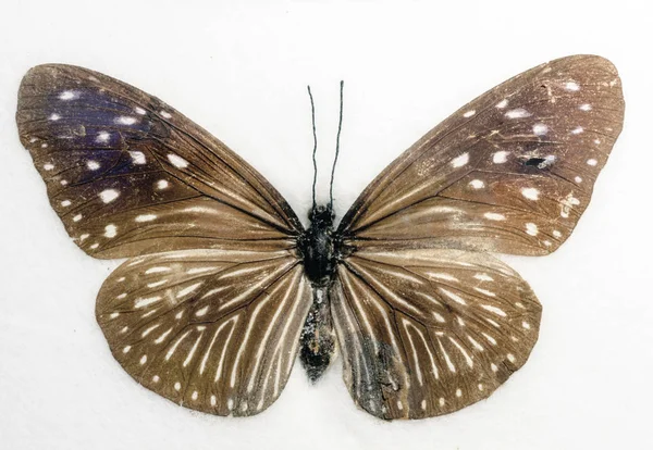 Borboleta de corvo azul listrado Euploea mulciber — Fotografia de Stock