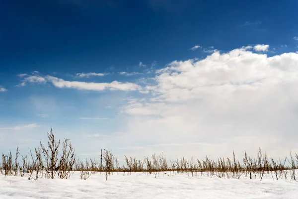 Paysage de neige hivernal et champs de mauvaises herbes — Photo