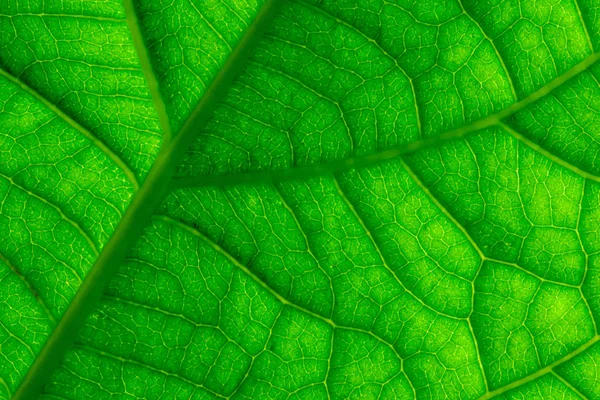 Gröna blad vener makro närbild — Stockfoto