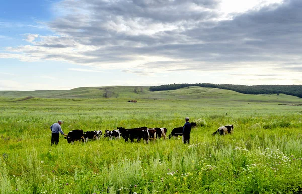 Dva zemědělci a jejich pastevní krávy — Stock fotografie