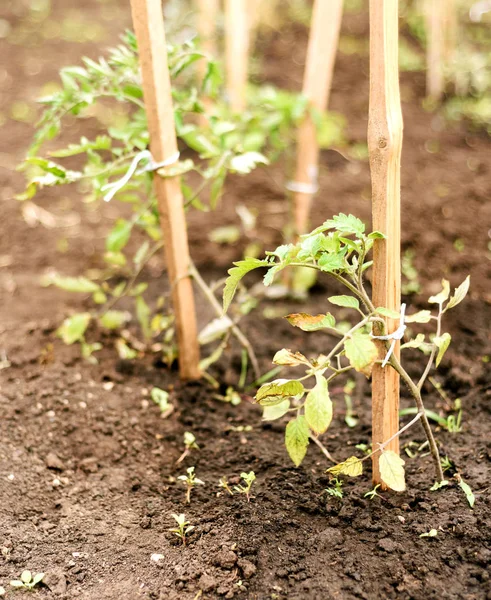 Plantas de tomate soplado por viento —  Fotos de Stock