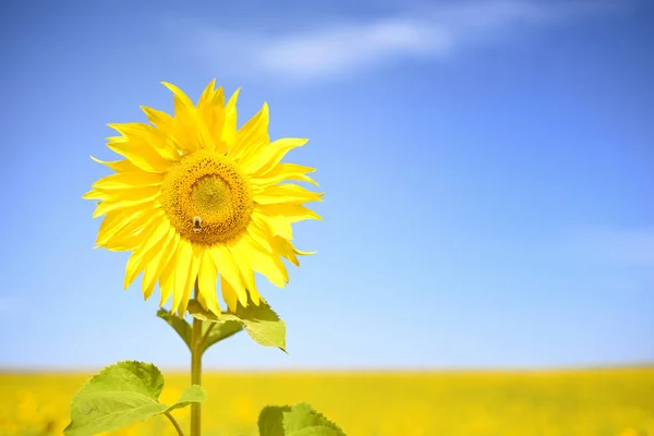 Einzelne vertikale Sonnenblume in der Natur — Stockfoto