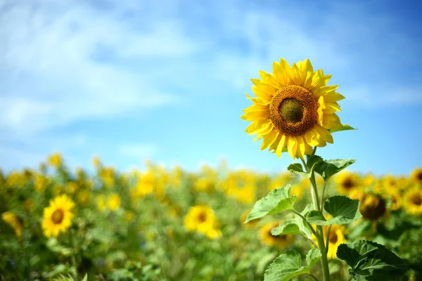 Einsame Sonnenblume und blauer Himmel — Stockfoto