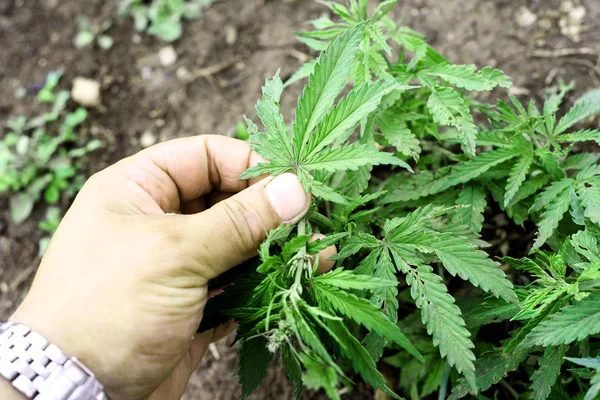 Männerhand inspiziert Cannabis-Pflanze — Stockfoto