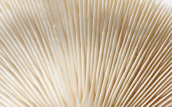 Makro closeup z houbová gills v bílém — Stock fotografie