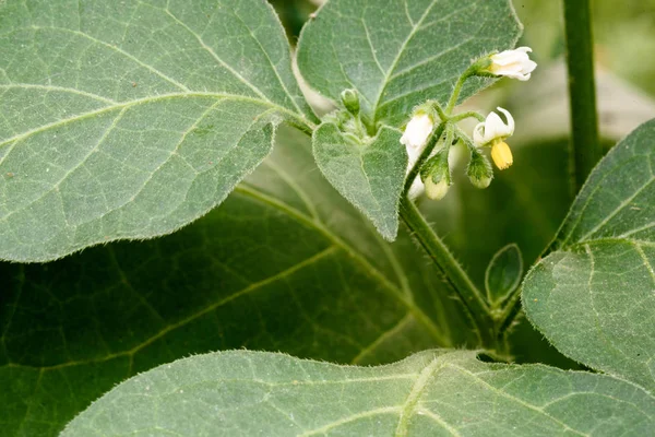 贝拉多纳花和未成熟的种子 — 图库照片