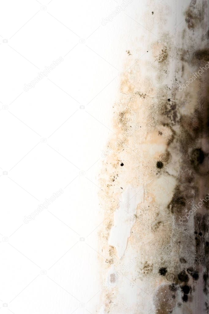 Condensation Dry Rot Fungus on White Paint