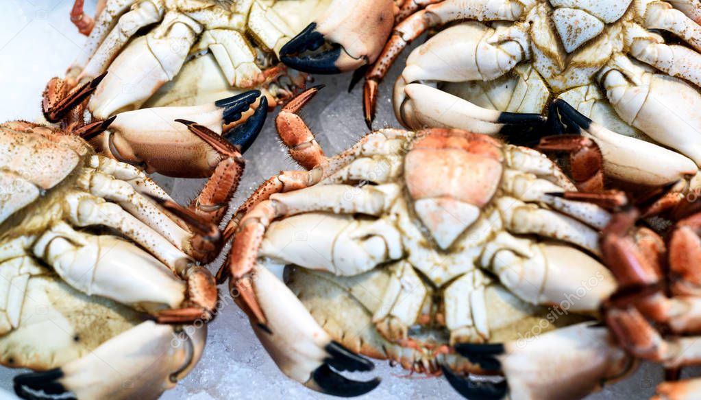 Fresh English Seafood Crabs at Market Display