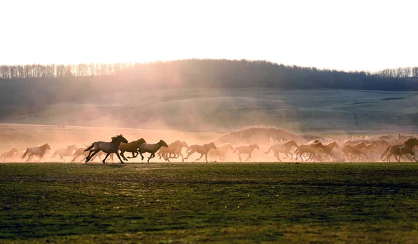 Koně ve siluetě prachu a západu slunce — Stock fotografie