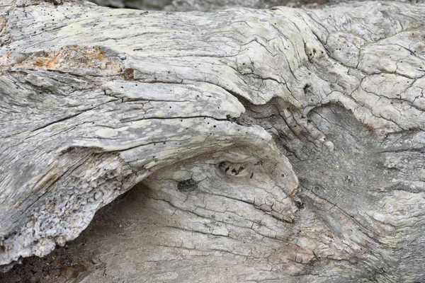W wieku pęknięty robak Born Wood — Zdjęcie stockowe