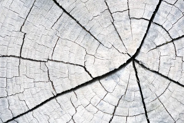 Pęknięty drewniany pień drewna — Zdjęcie stockowe