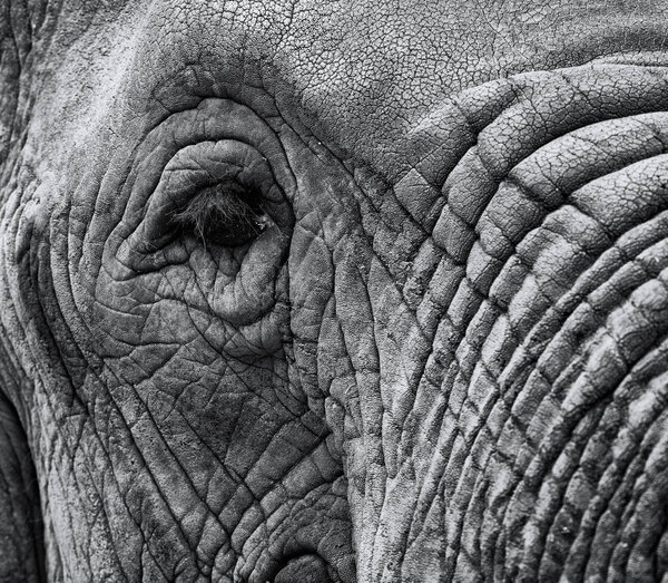 Closeup macro image of an elephants eye with aged skin and trunk in black and white with area for wildlife nature based elephant designs and concepts