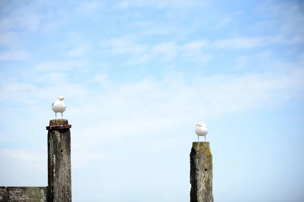 Dos gaviotas en postes de madera — Foto de Stock