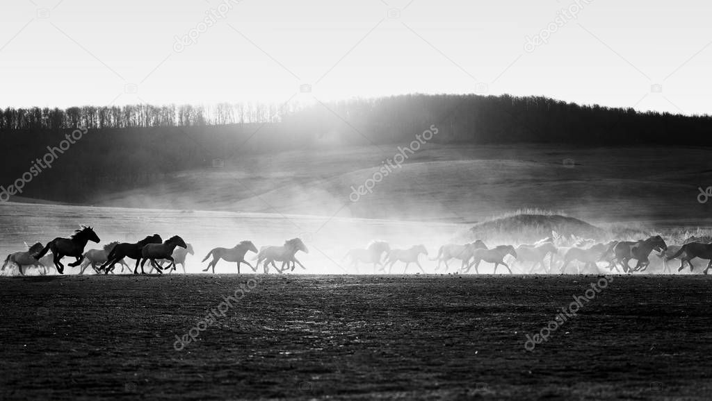 Horses in Dust and Sunset Silhouette