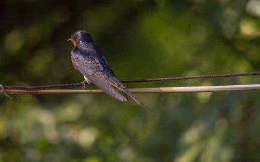 Kuşlar. Sikişiyoruz. Hirundo rustica. Kuşbilimci