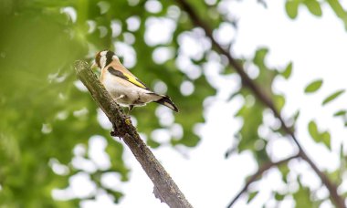 Kuşlar. Sikişiyoruz. Carduelis carduelis. Kuşbilimci