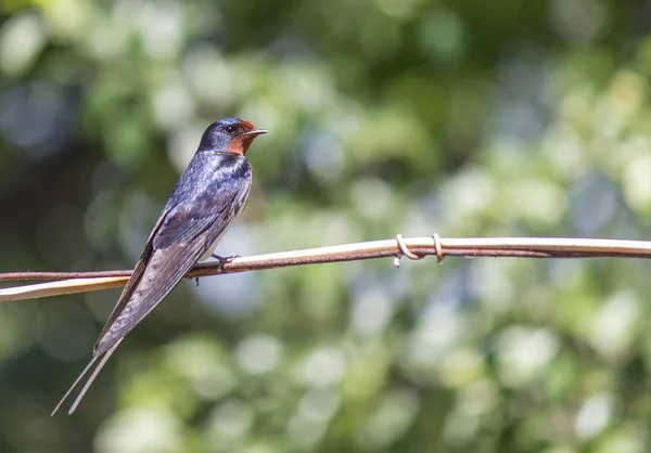 Птицы Наблюдение Птицами Hirundo Rustica Орнитолог — стоковое фото
