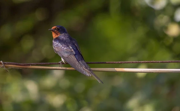 Birds Bird Watching Hirundo Rustica Ornithologist — Stock Photo, Image