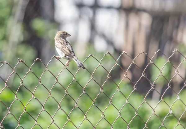 Birds. Bird-watching. Passer montanus. ornithologist