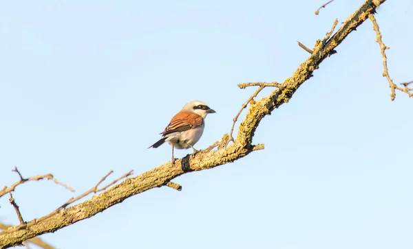 Kuşlar Sikişiyoruz Lanius Collurio Kuşbilimci — Stok fotoğraf