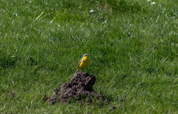 Motacilla flava zavdyaki güzel güzelliği için doğanın içine almak kolaydır