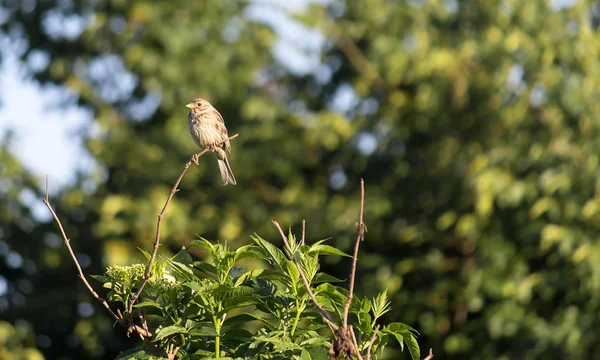 Bird Sitting Branch — Stock Photo, Image